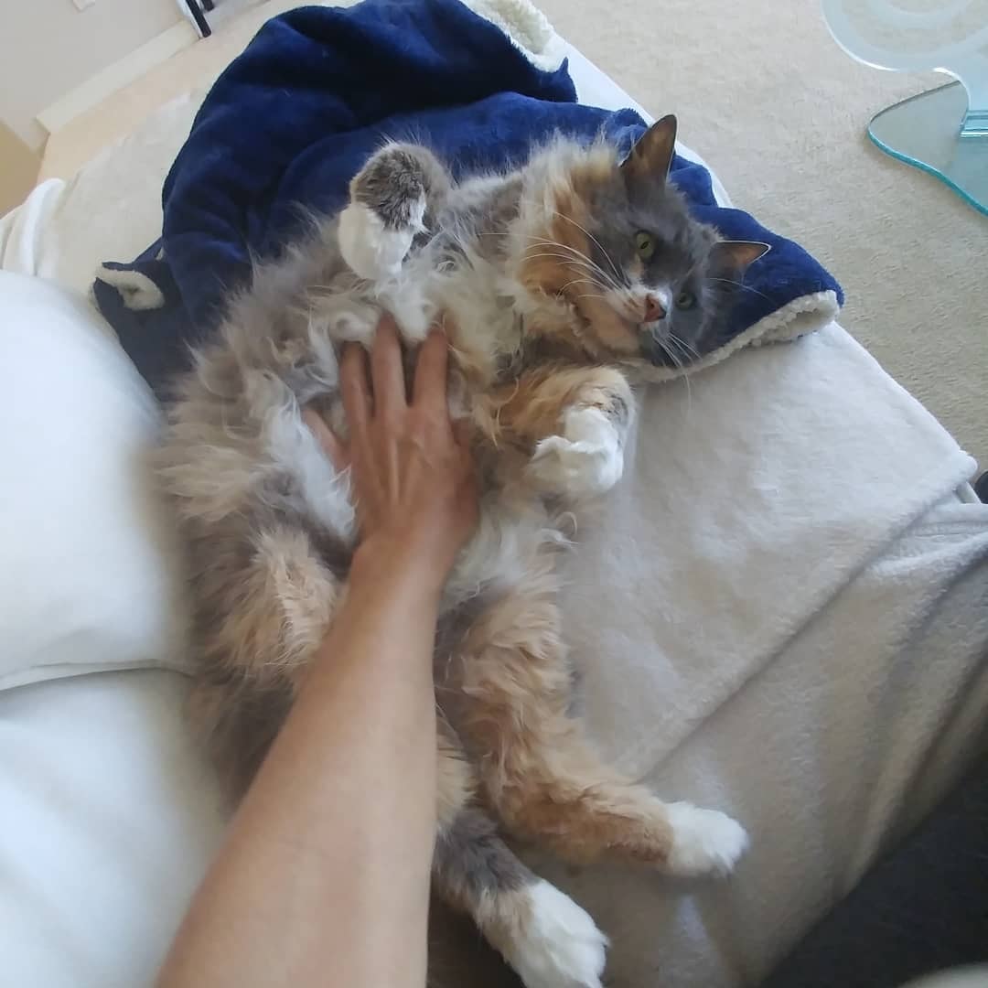 Sophie the cat enjoying a belly rub during a session