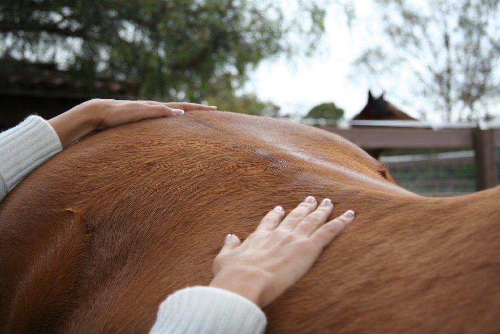 Nedra performing acupressure on a chestnut horse