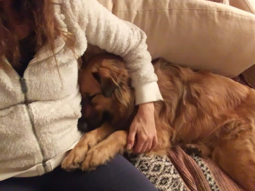 Golden retriever resting peacefully beside a person on a couch