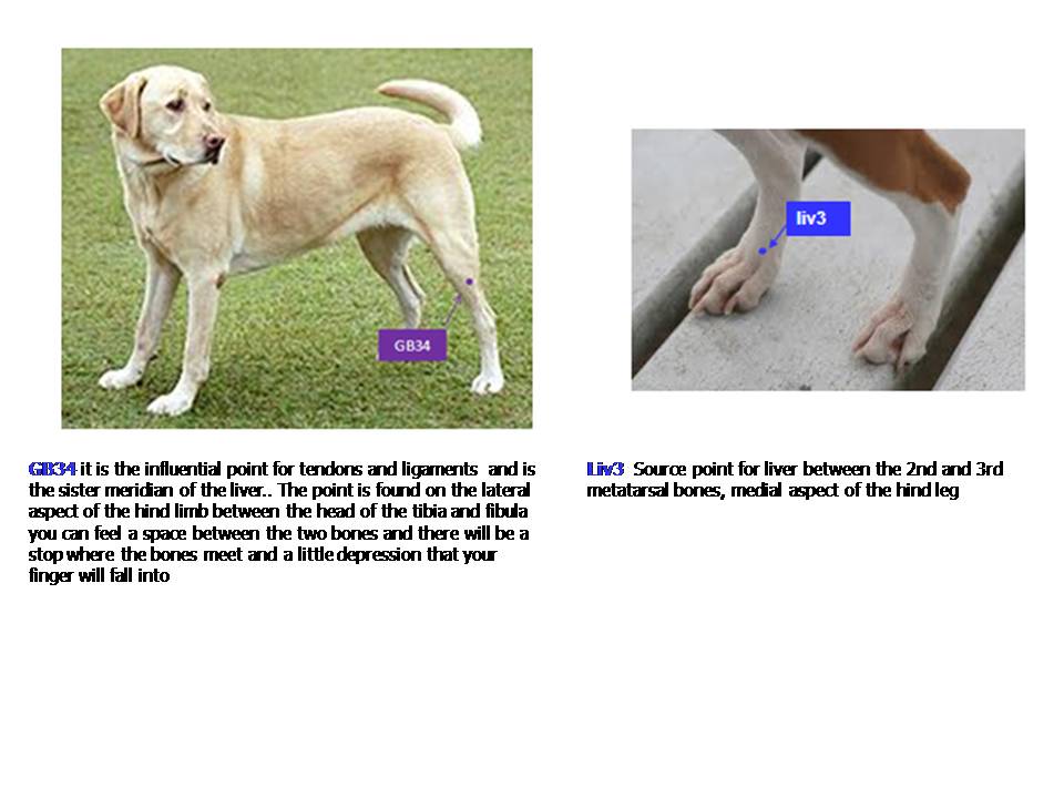 Cancer awareness pet health