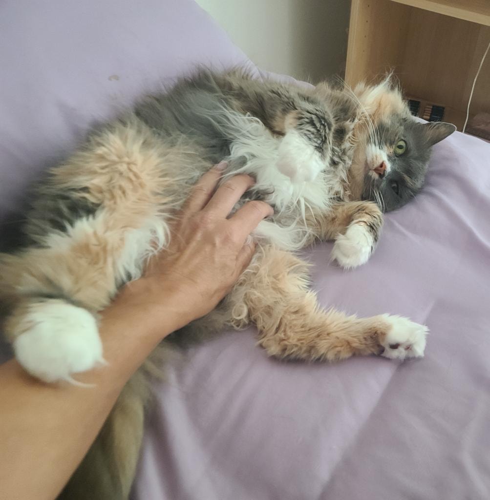 Relaxed cat enjoying a gentle belly rub
