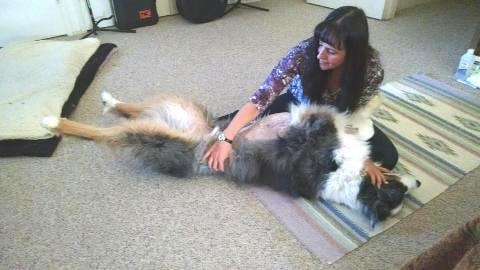 Nedra performing massage on a large fluffy dog lying on its back