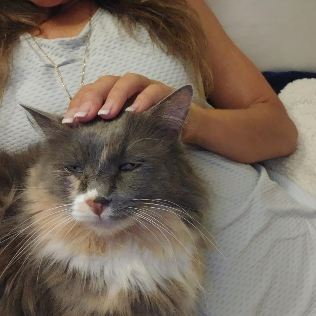 Fluffy cat resting contentedly while being gently petted